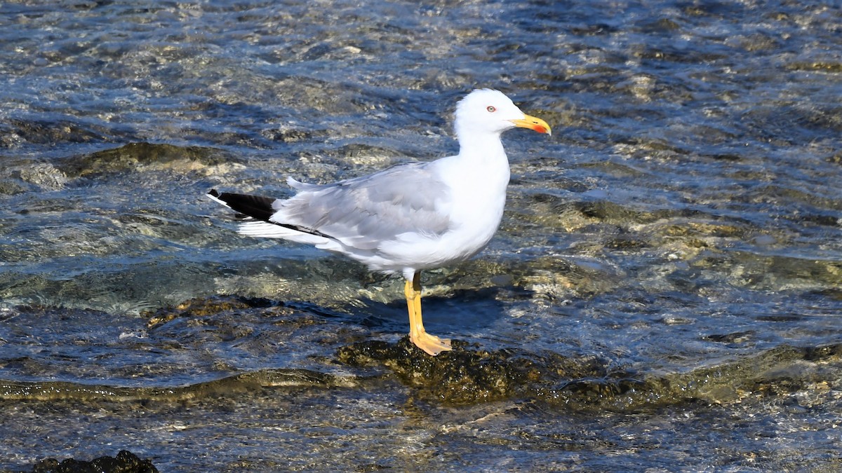 Yellow-legged Gull - ML595286351