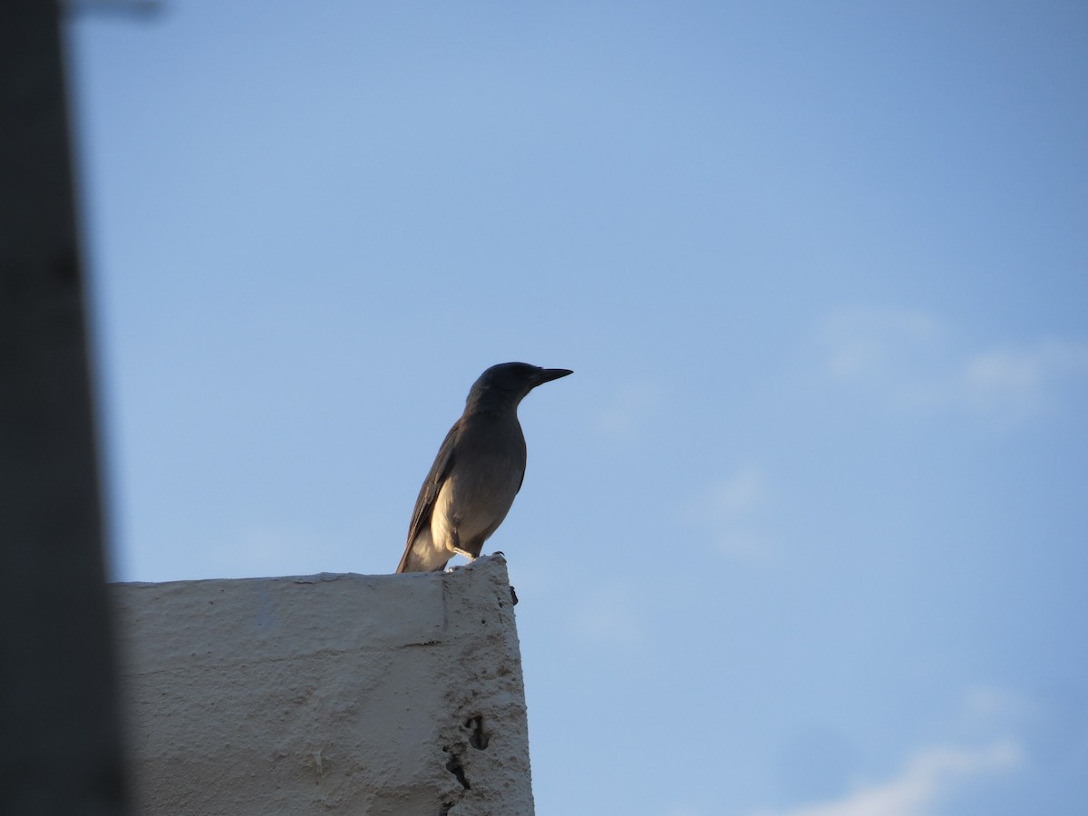 Mexican Jay - ML595286371