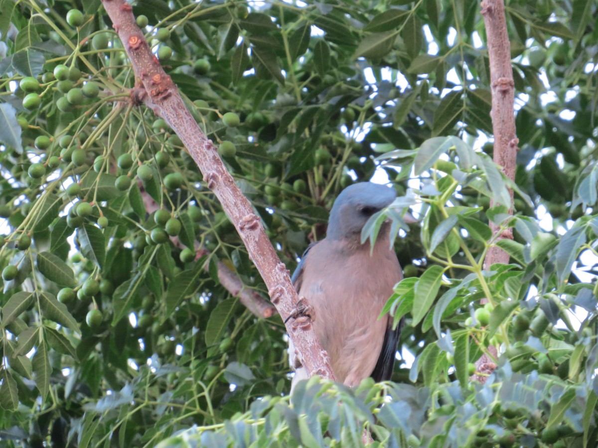 Mexican Jay - ML595286391