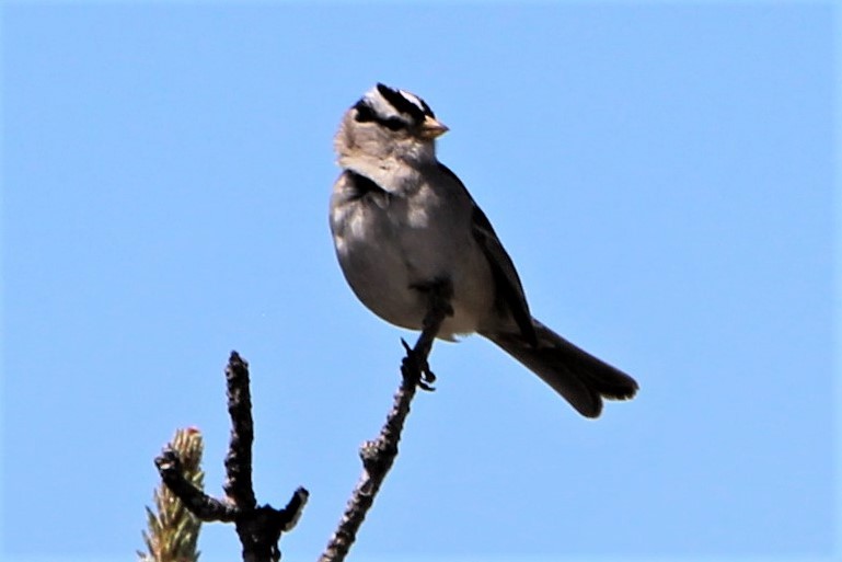 White-crowned Sparrow - ML595286641