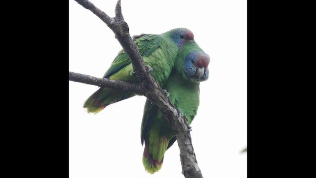 Red-tailed Parrot - ML595288451