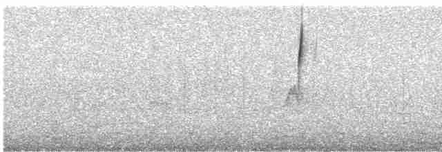 Boz Karınlı Sinklot - ML595289901
