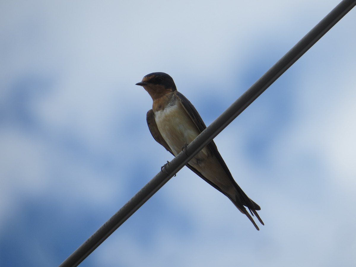 Barn Swallow - ML595291081