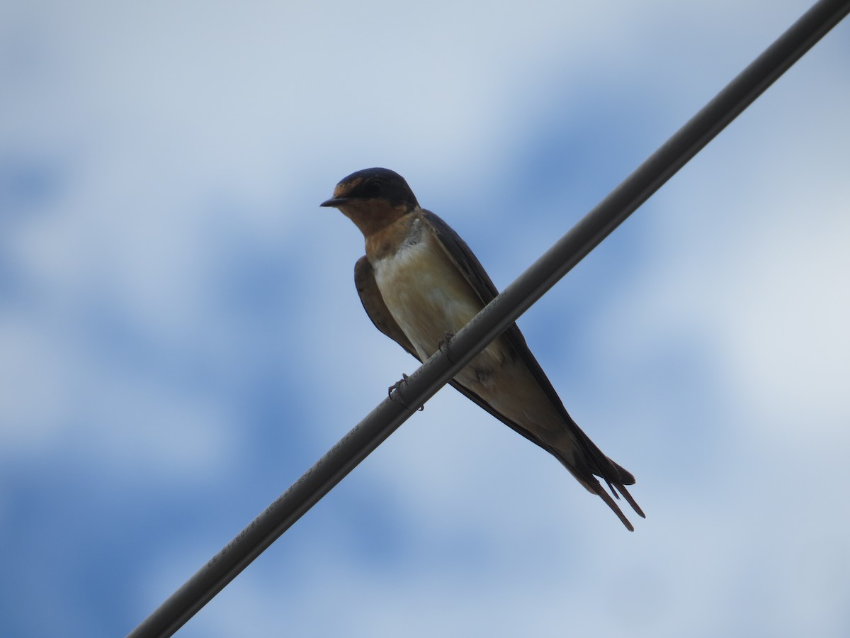 Barn Swallow - ML595291101
