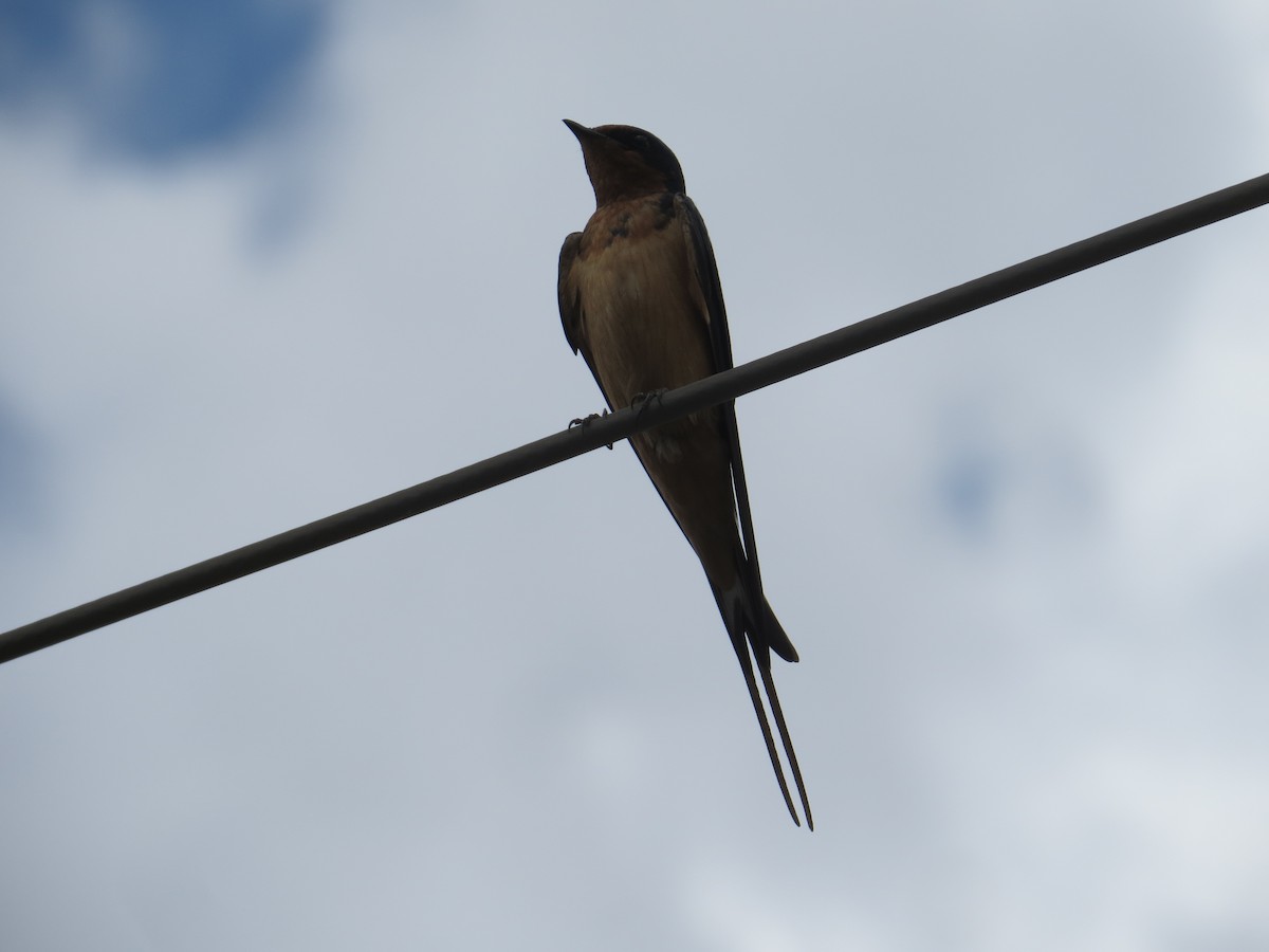 Barn Swallow - ML595291111