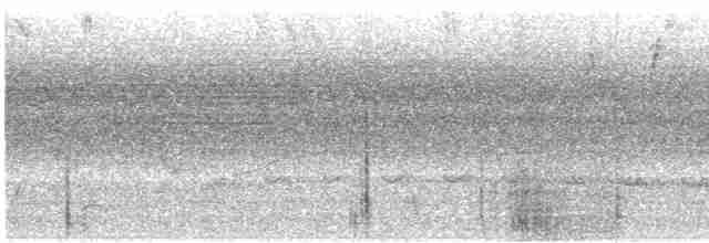 Grauband-Ameisenvogel - ML595291471