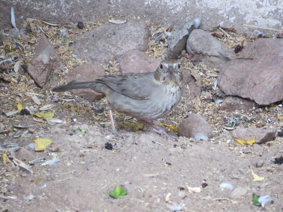 Rufous-crowned Sparrow - ML595293011