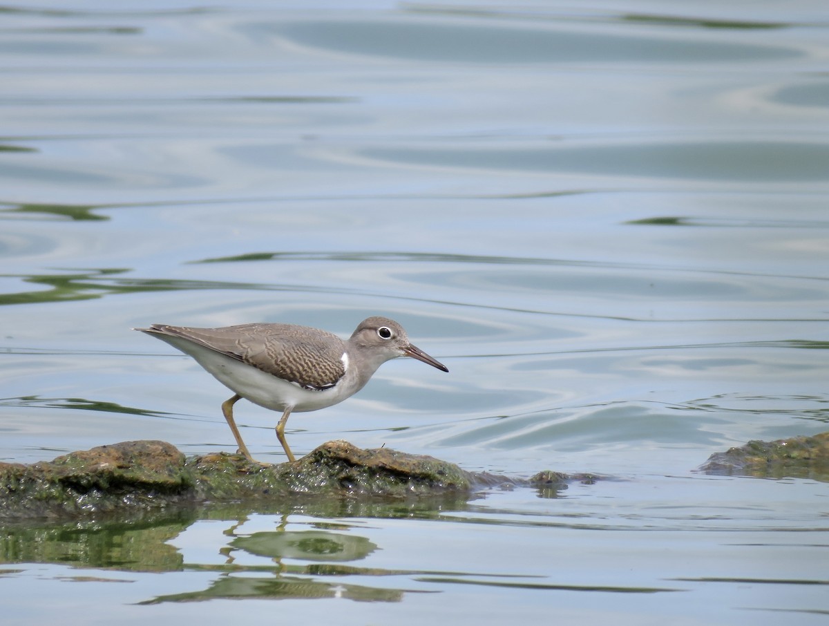eBird Checklist 18 Jul 2023 Celery Bog Nature Area 16 species
