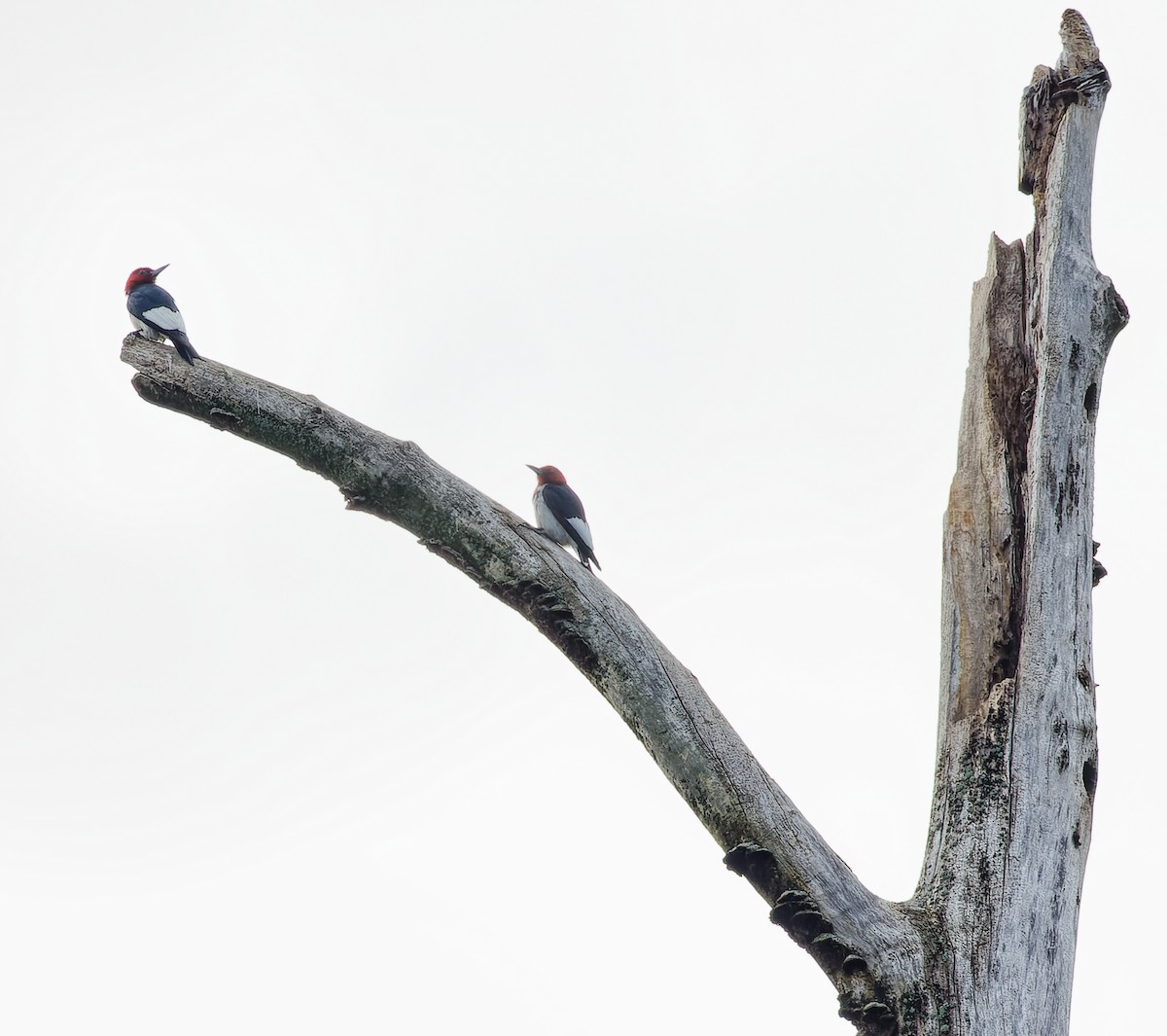 Red-headed Woodpecker - ML595295041