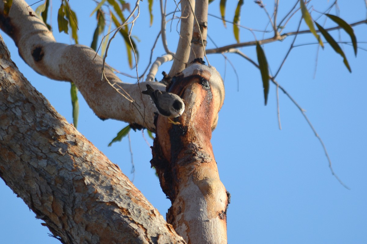 オーストラリアゴジュウカラ（leucoptera） - ML595297231