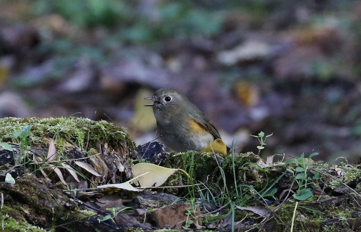 Red-flanked Bluetail - ML595300371