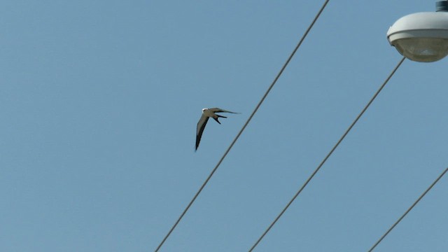 Swallow-tailed Kite - ML595300541