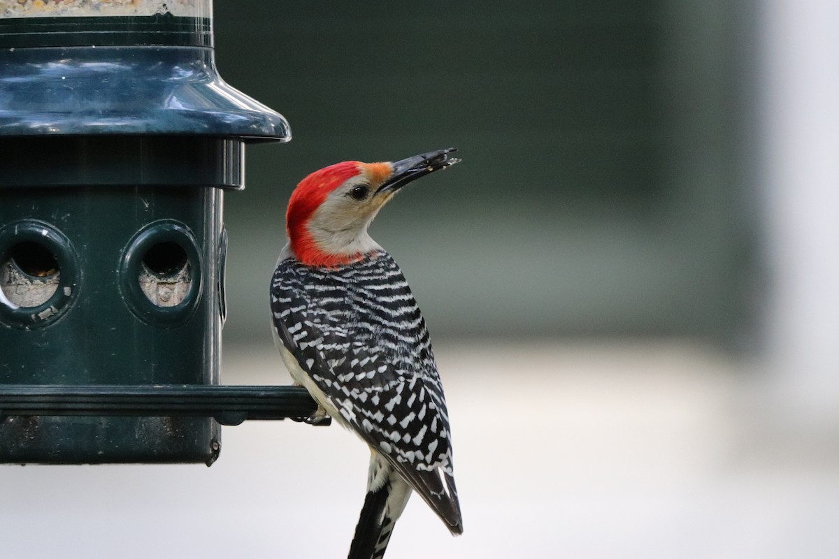 Red-bellied Woodpecker - Scott Glosserman