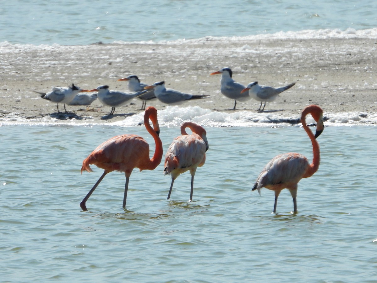 Amerika Flamingosu - ML595301171