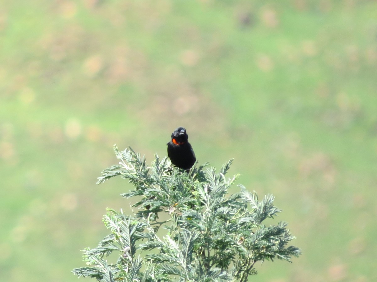 Red-collared Widowbird - Bob Hargis