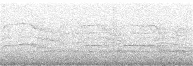 racek bouřní (ssp. canus) - ML59530421