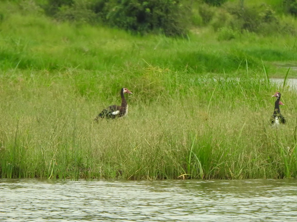 Spur-winged Goose - ML595307991