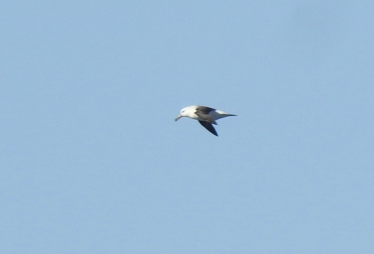 albatros černobrvý - ML595312471
