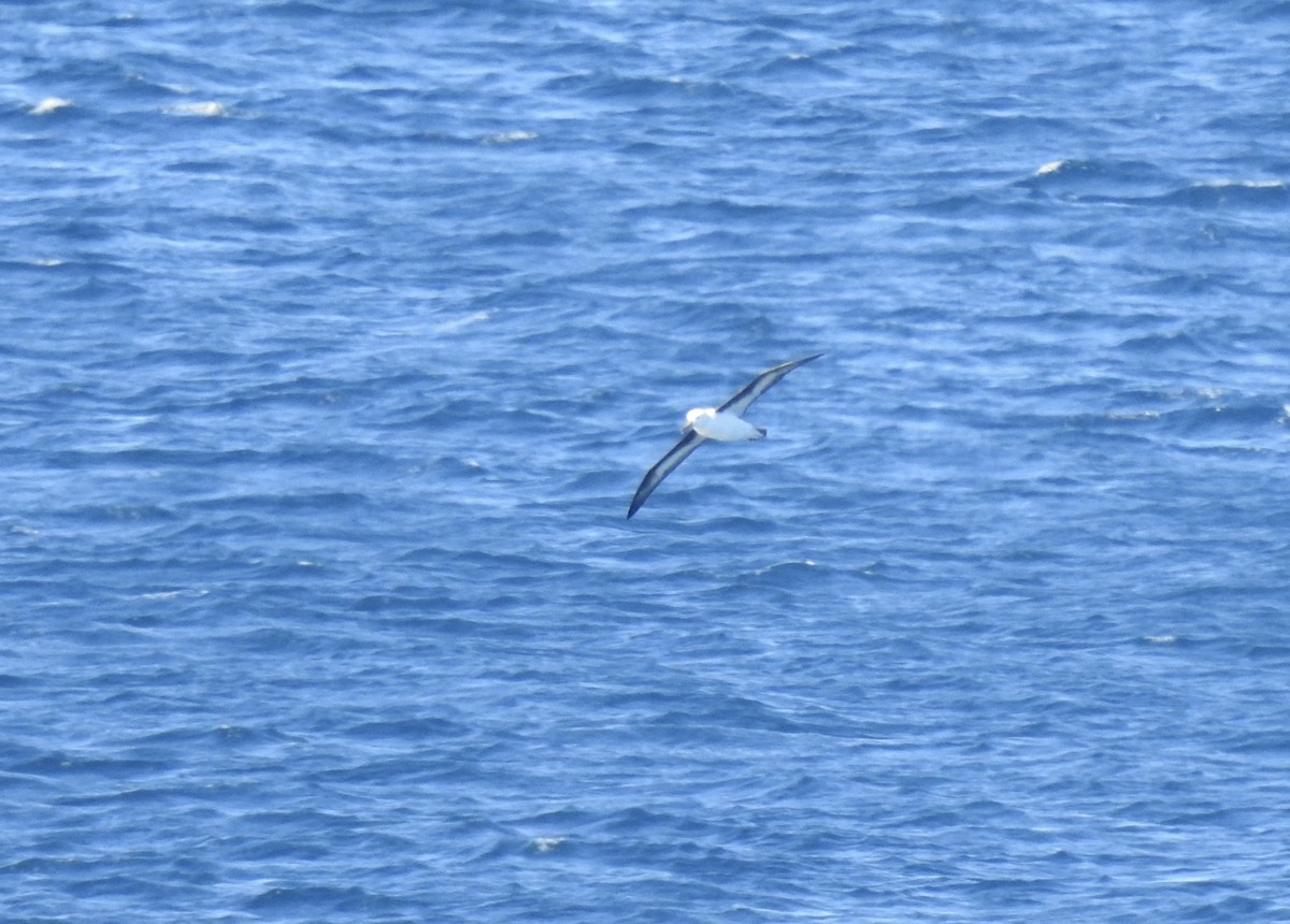 Albatros à sourcils noirs - ML595312491