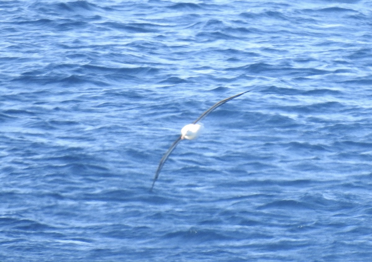 albatros černobrvý - ML595312511