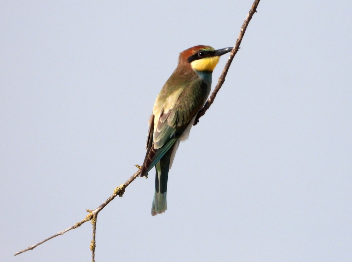 European Bee-eater - ML595312561