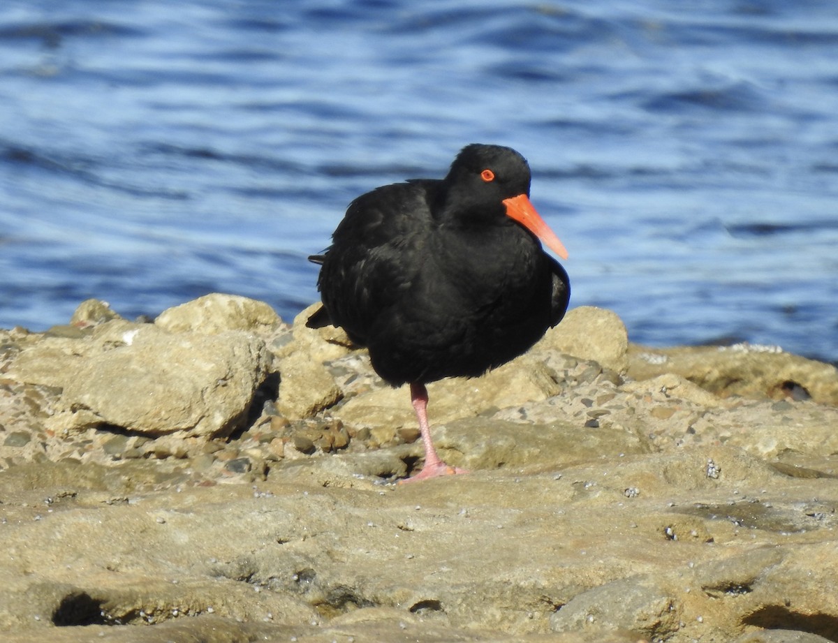 Sooty Oystercatcher - Anonymous