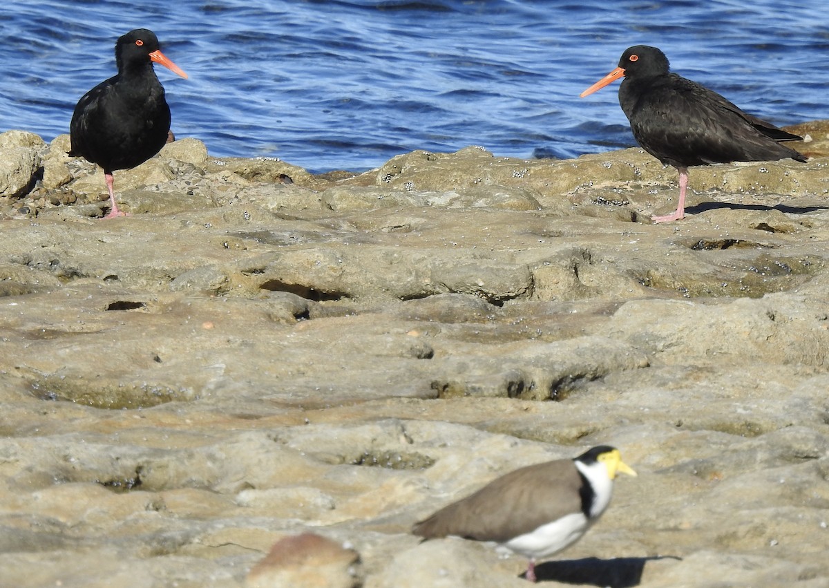 Sooty Oystercatcher - Anonymous