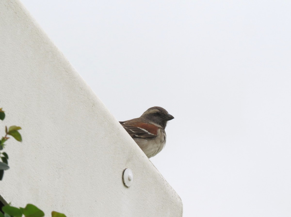 Cape Sparrow - ML595314201
