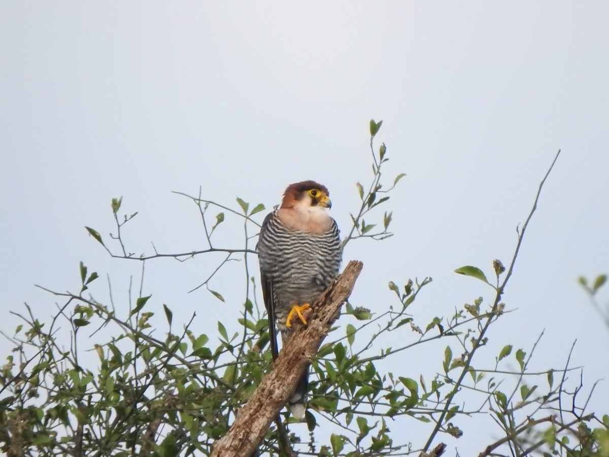 Red-necked Falcon - ML595318531