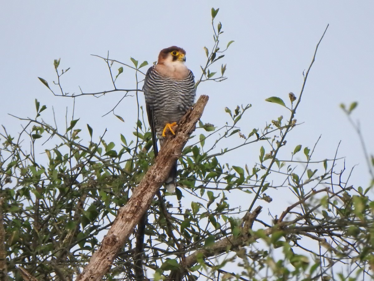 Red-necked Falcon - ML595318551