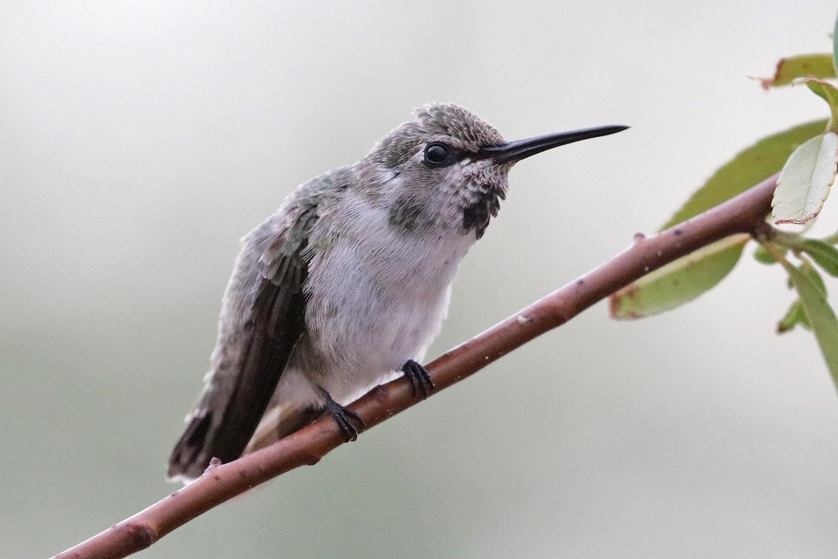 Costa's Hummingbird - ML595321481
