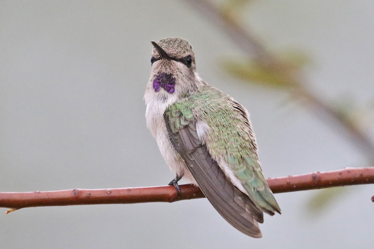 Costa's Hummingbird - ML595321491