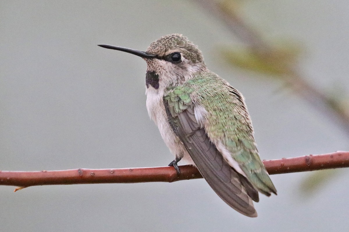 Costa's Hummingbird - ML595321501