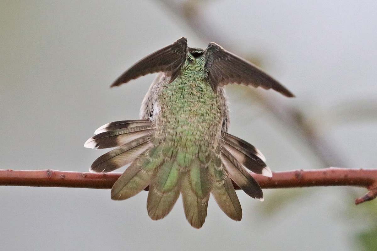 Costa's Hummingbird - ML595321511