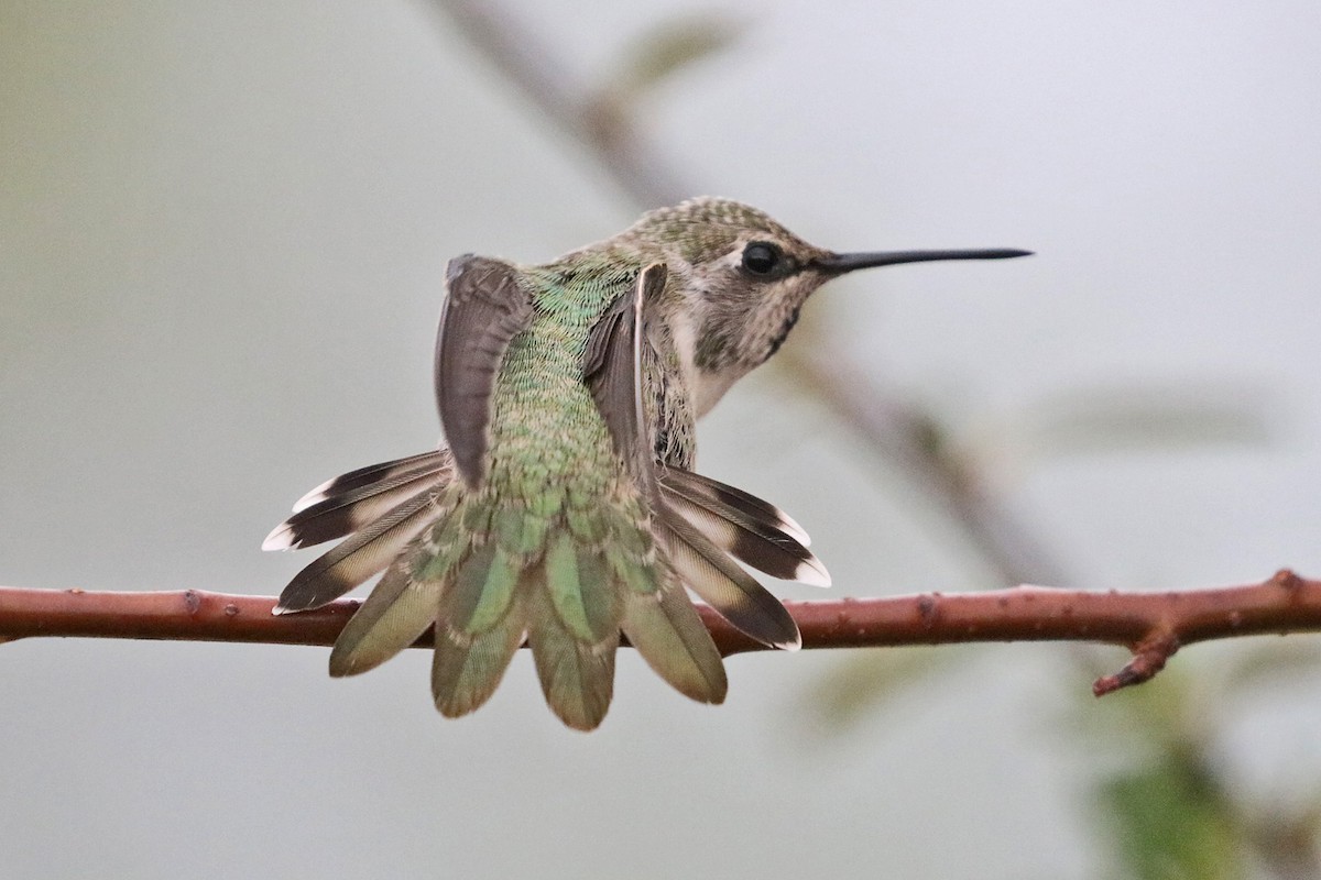 Costa's Hummingbird - ML595321521