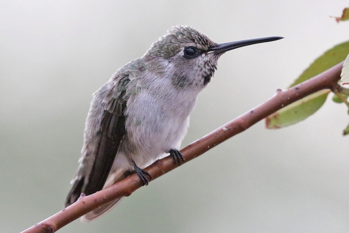 Costa's Hummingbird - ML595321531