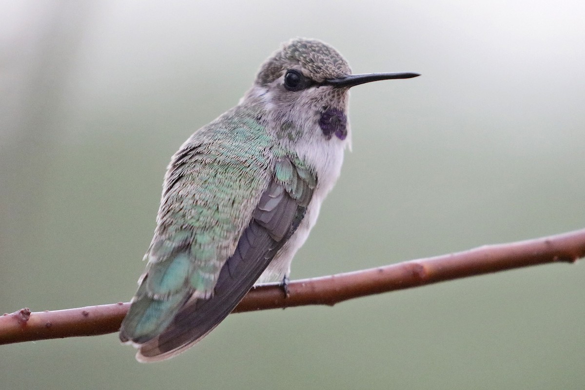 Costa's Hummingbird - ML595321541