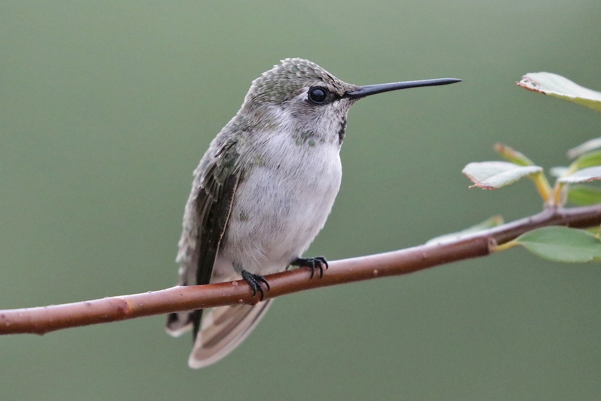 Costa's Hummingbird - ML595321551
