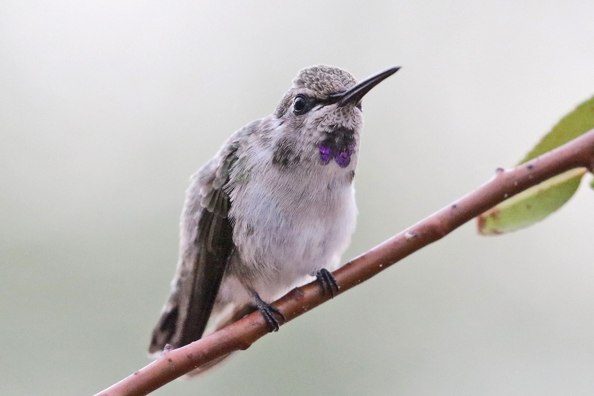 Costa's Hummingbird - Richard Fray