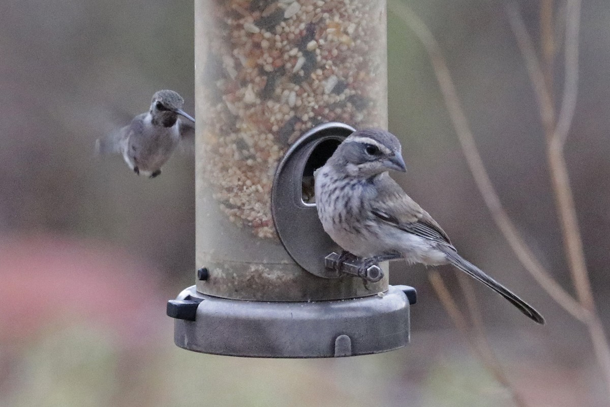 Black-throated Sparrow - ML595321601