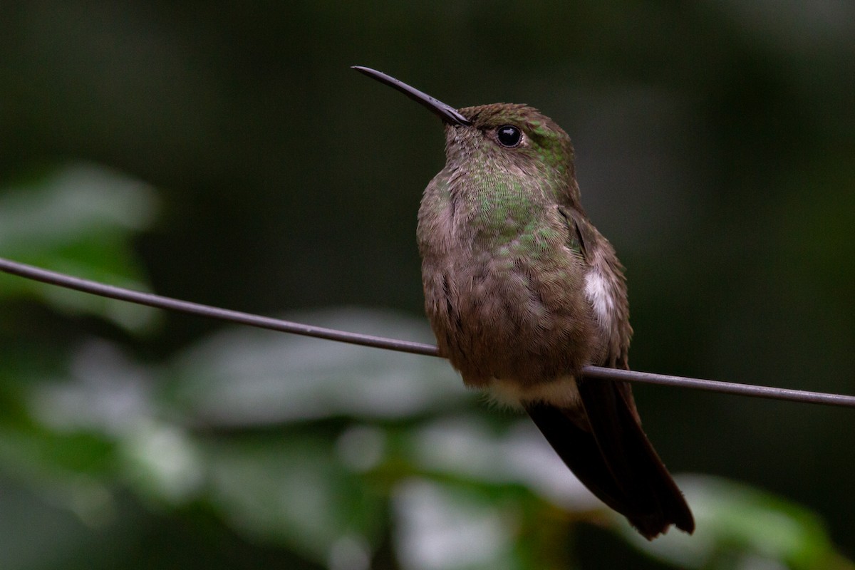 Sombre Hummingbird - João Vitor Andriola