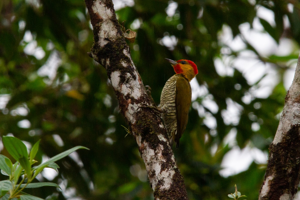 Yellow-throated Woodpecker - ML595325191