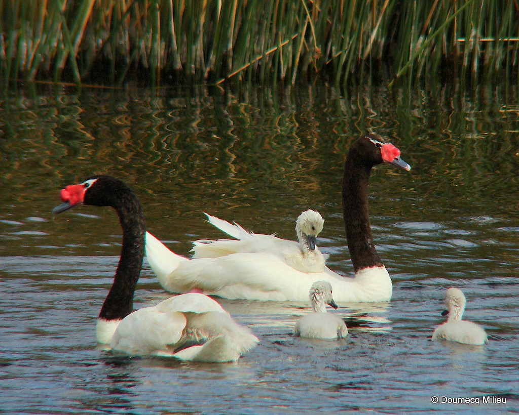 Black-necked Swan - Ricardo  Doumecq Milieu