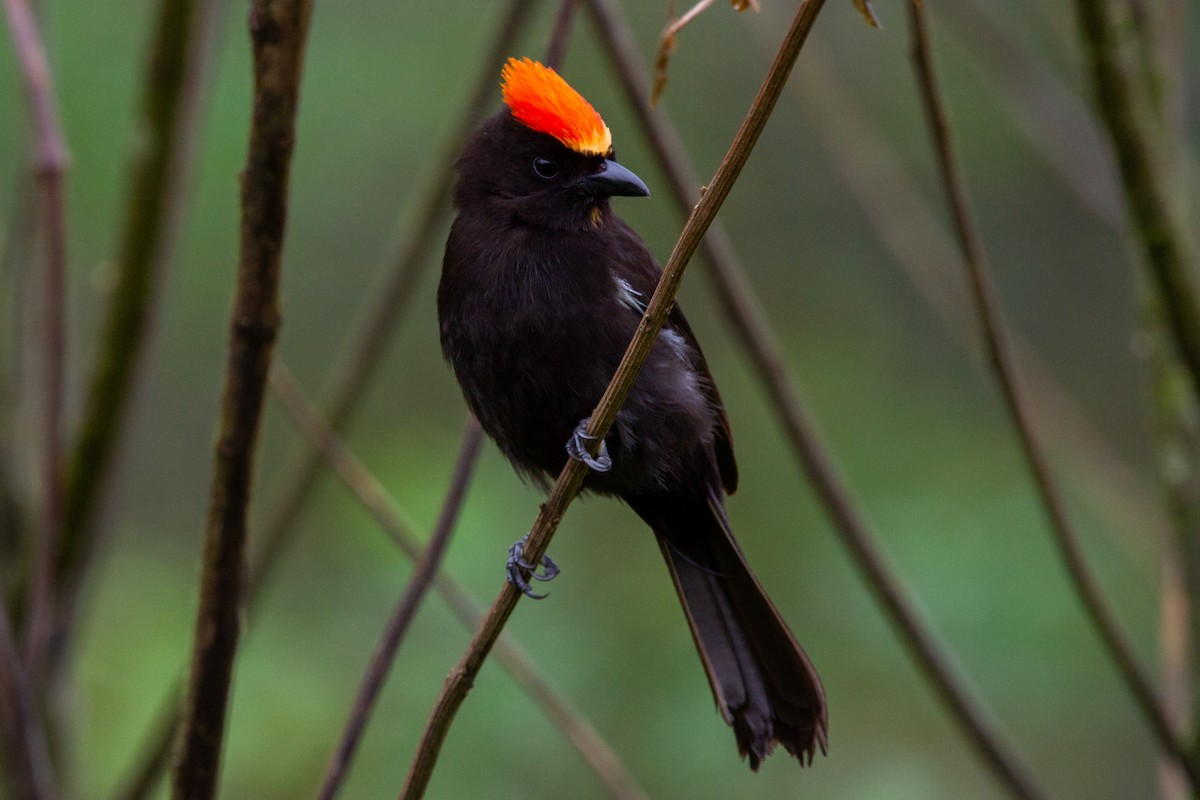 Flame-crested Tanager (Flame-crested) - ML595325581