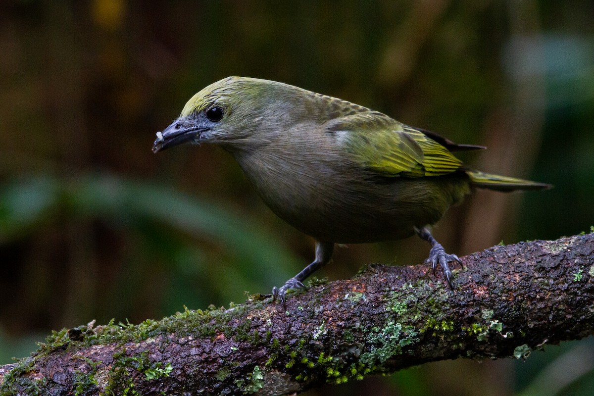 Palm Tanager - ML595325611