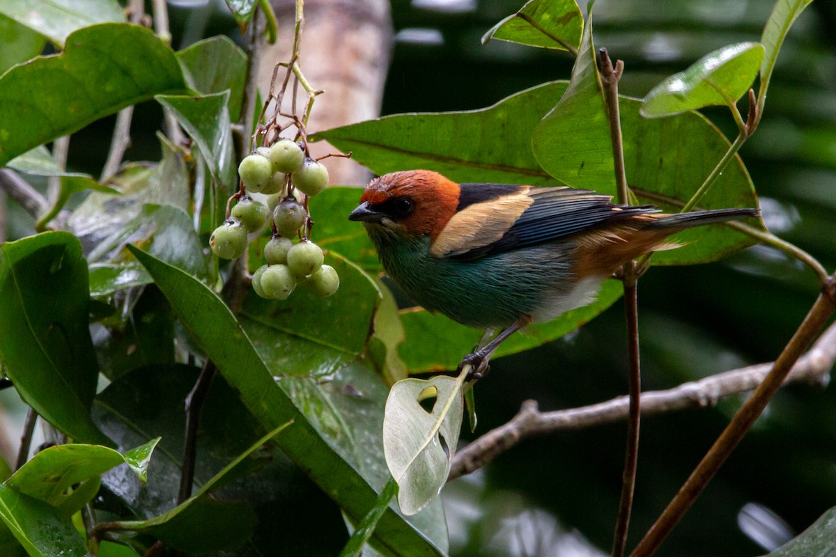 Black-backed Tanager - ML595325661