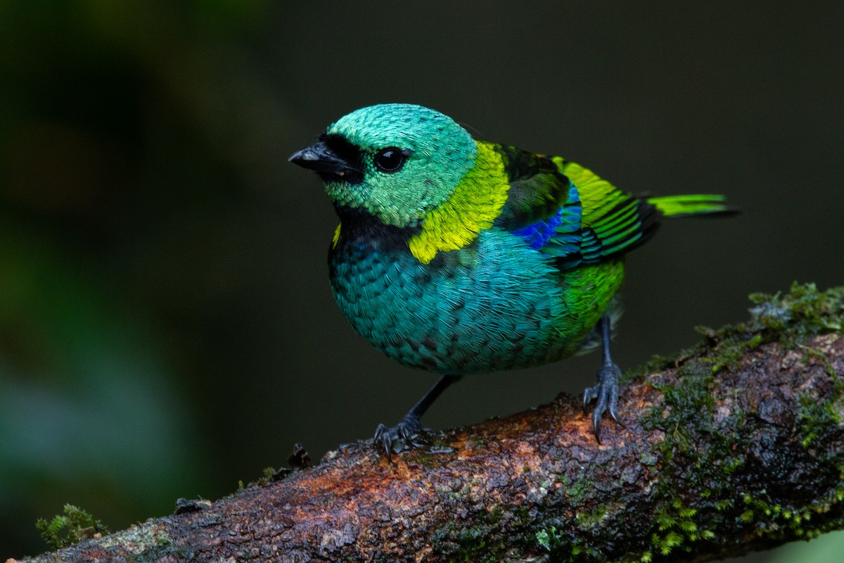 Green-headed Tanager - ML595325691