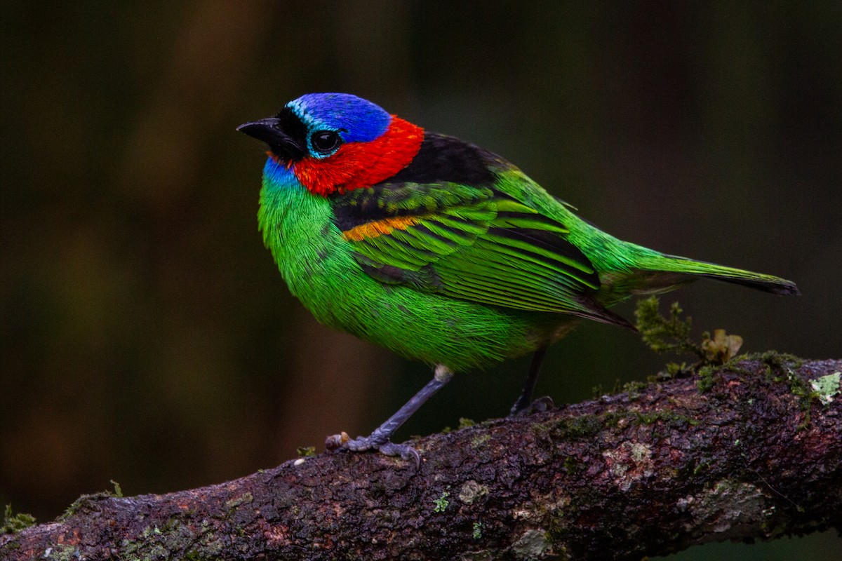 Red-necked Tanager - ML595325771