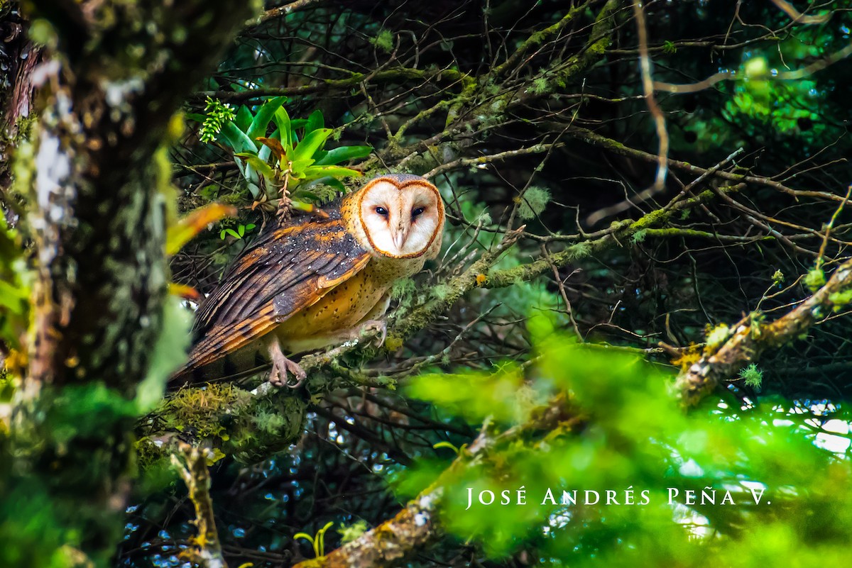 Barn Owl - José Andrés Peña Villalobos