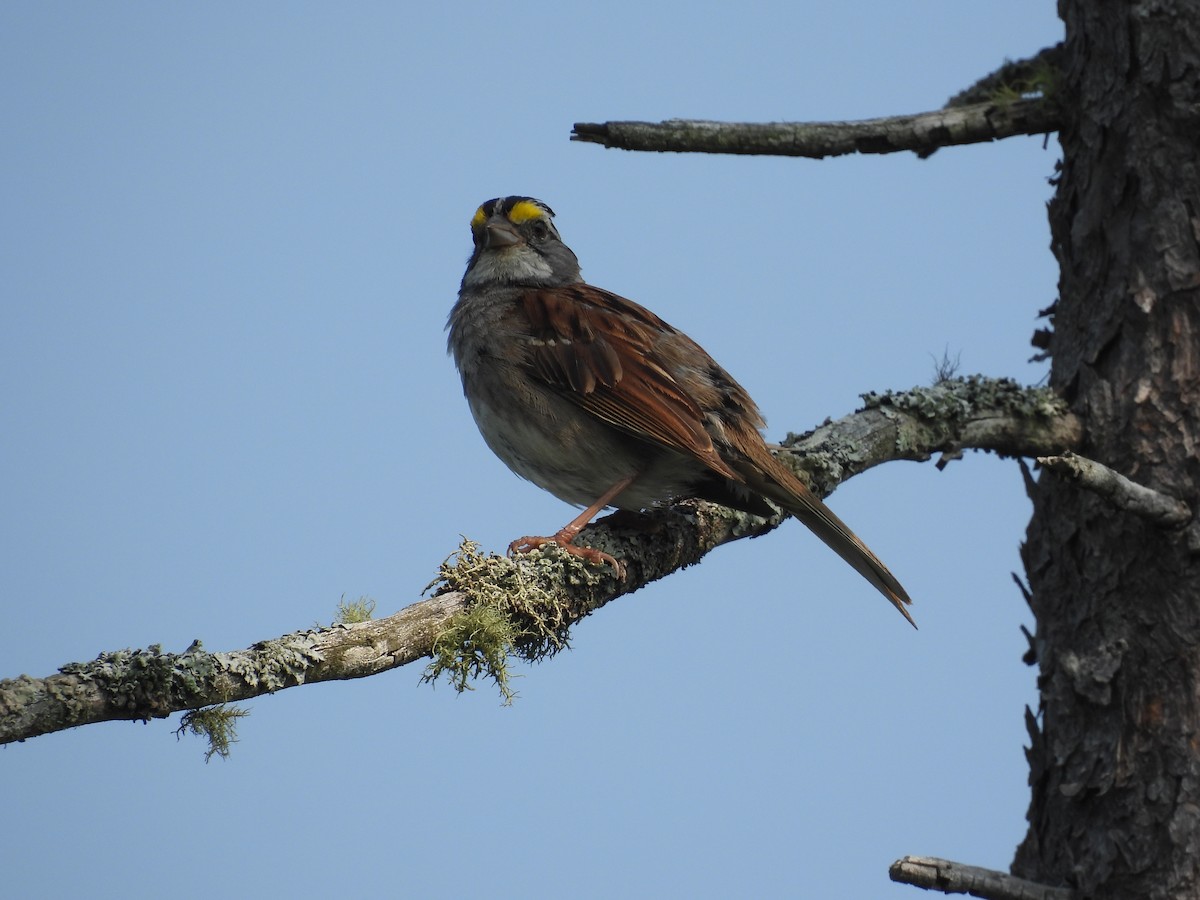 White-throated Sparrow - ML595330391